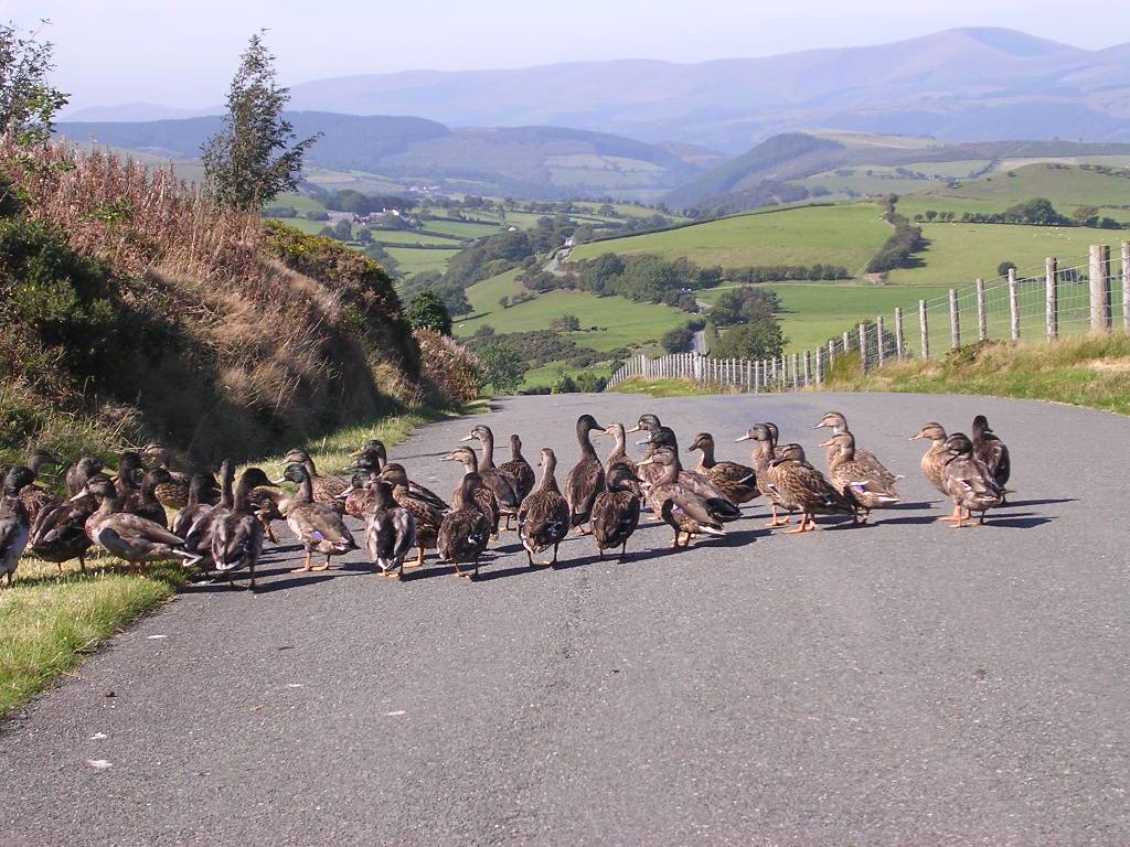 Stuck in traffic on the way to see a customer, Mid Wales Problems...